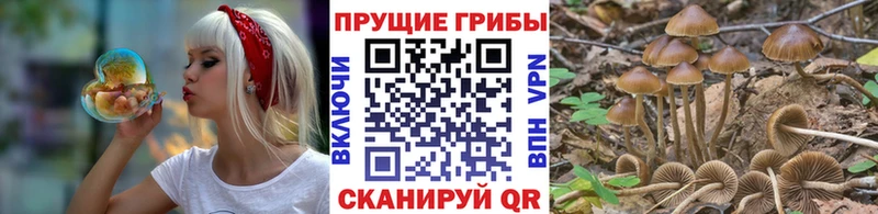 Купить  Собинка  Галлюциногенные грибы Cubensis 